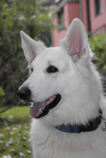 Belmondo ( 7 Jahre )